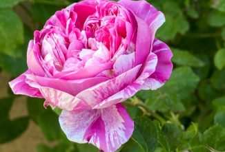 Growing Roses Sustainably